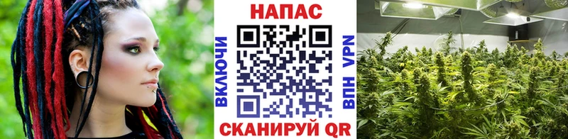 Марихуана семена купить закладку Звенигово